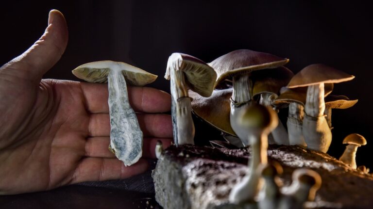 Why pharmaceutical companies are interested in psychedelics