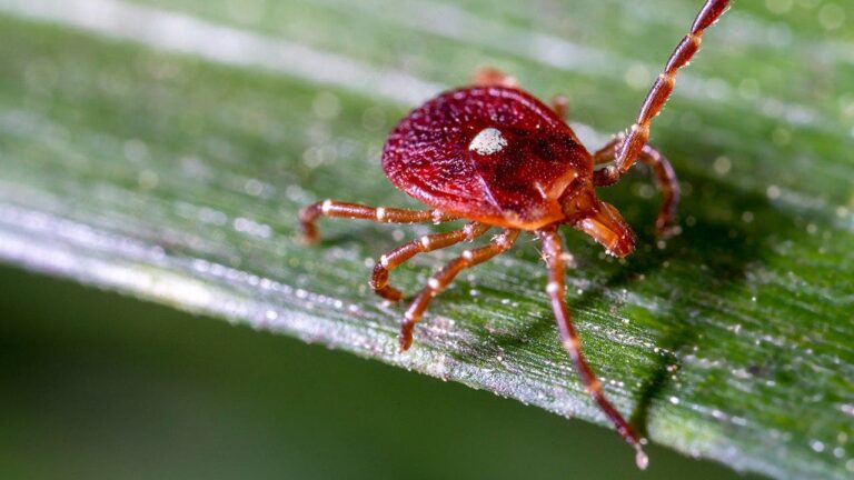 No cure, no vaccine: Experts warn of rare Bourbon virus after first NY case No cure, no vaccine: Experts warn of rare Bourbon virus after first NY case