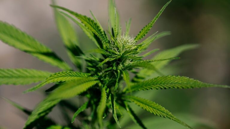 Cannabis use disorder rising among US adults, study finds Cannabis use disorder rising among US adults, study finds