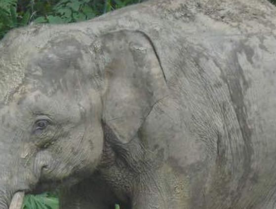 Inbreeding in elephants found to cause health issues, research needed to address problem, says study Inbreeding in elephants found to cause health issues, research needed to address problem, says study