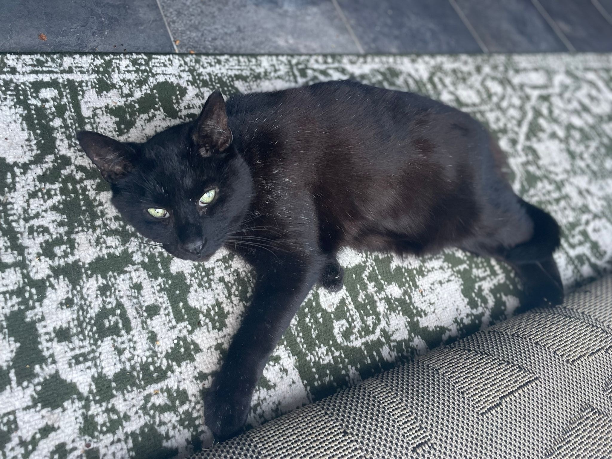 Comfort is key: Optimising China’s environment with clean, safe bowls and fresh filtered water helps keep him happy, relaxed, and thriving at home