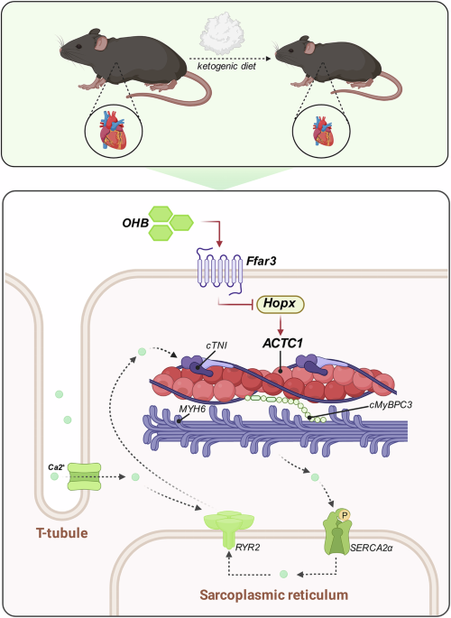 Ketogenic diet induces cardiac changes via the OHB-Ffar3-Hopx/ACTC1 regulatory pathway in growing mice Ketogenic diet induces cardiac changes via the OHB-Ffar3-Hopx/ACTC1 regulatory pathway in growing mice