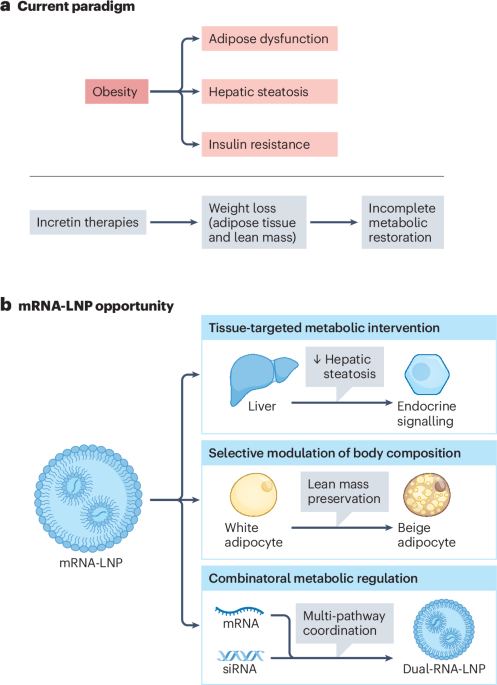 mRNA-LNP therapeutics for obesity: weight loss with metabolic repair mRNA-LNP therapeutics for obesity: weight loss with metabolic repair