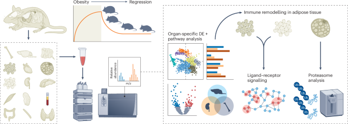 A proteomic atlas of obesity and weight loss A proteomic atlas of obesity and weight loss