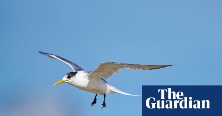 First Australian mass mortality event suspected as deadly bird flu virus rapidly escalates among native birds First Australian mass mortality event suspected as deadly bird flu virus rapidly escalates among native birds