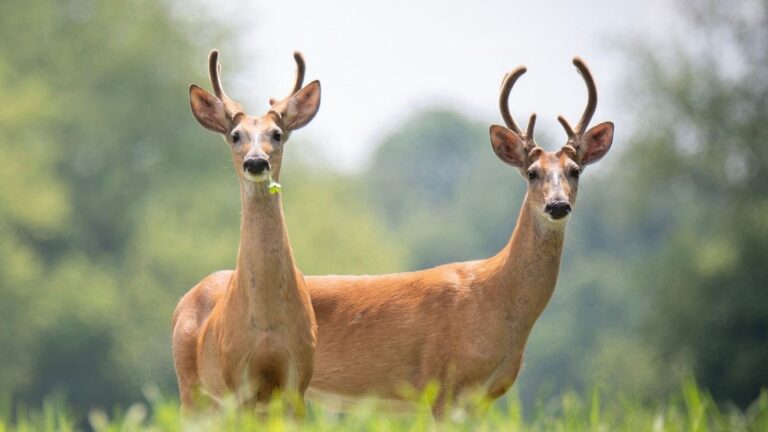 MDARD confirms case of chronic wasting disease in Calhoun County deer MDARD confirms case of chronic wasting disease in Calhoun County deer