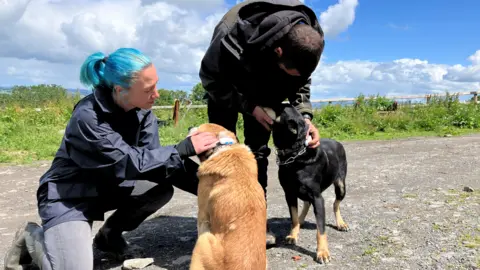 A woman with blue hair tied back kneels down next to two dogs. A man is bent over one of them fitting a GPS tracker.
