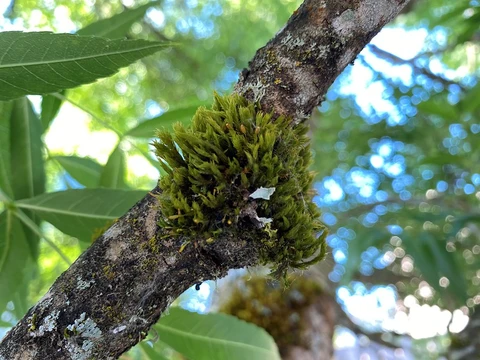 Close up of moss growing on a leafy tree
