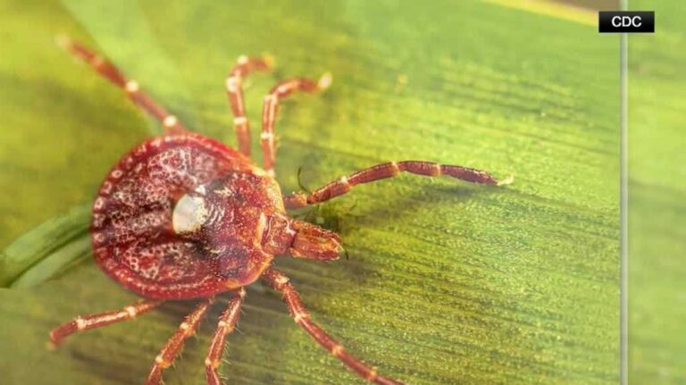 Dartmouth Health researchers identify additional risk for those with tick