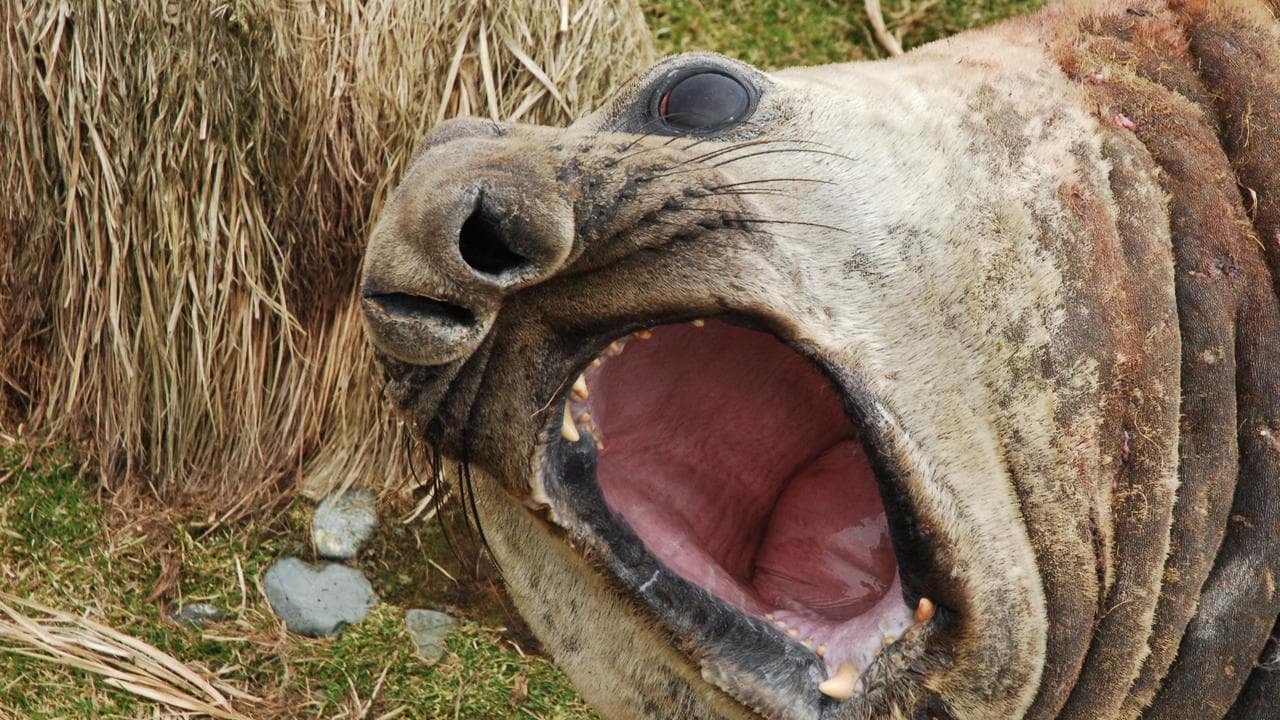 An elephant seal