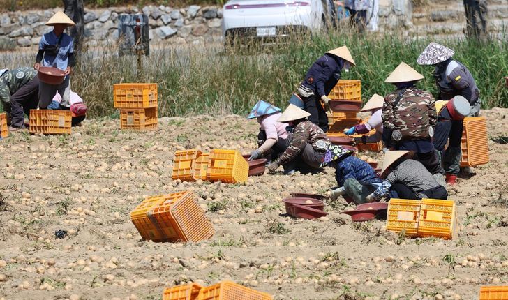 Foreign workers wearing traditional Vietnamese conical hats harvest potatoes at a rural village in Gangneung, Gangwon Province, July 23, 2025. Yonhap