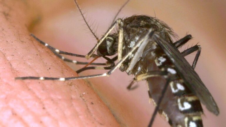 El Paso reports first West Nile virus death 2026