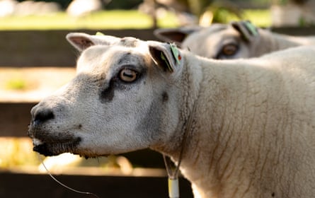 A sheep with foam at its open mouth