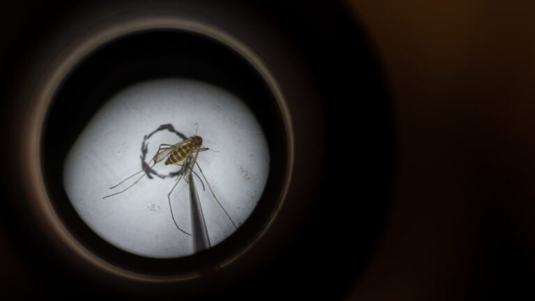 Man dies from West Nile Virus, infected mosquitoes captured in central Israel Man dies from West Nile Virus, infected mosquitoes captured in central Israel
