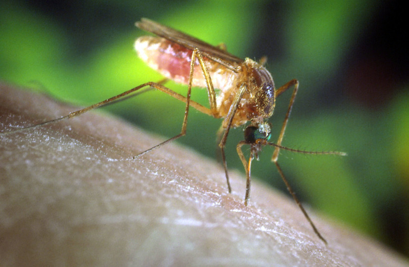 A Culex quinquefasciatus mosquito is shown in this undated photograph on a human finger. The Culex quinquefasciatus mosquito is proven to be a vector associated with transmission of the West Nile Virus.