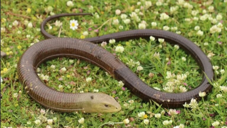 Did ancient hunter-gatherers living in northern Israel eat reptiles?