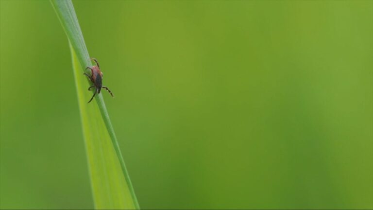 Rare Tick Virus Is ‘Just the Tip of the Iceberg,’ Infectious Disease Expert Says Rare Tick Virus Is 'Just the Tip of the Iceberg,' Infectious Disease Expert Says