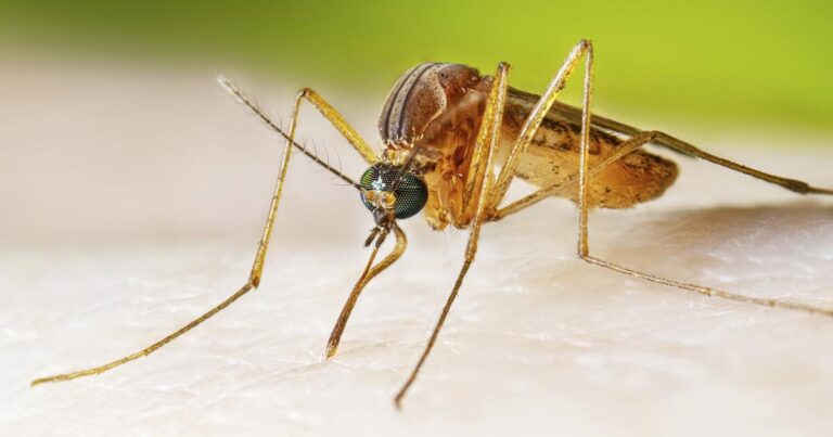 Are mosquitoes, ticks and fleas turning California into a disease hotspot? Are mosquitoes, ticks and fleas turning California into a disease hotspot?