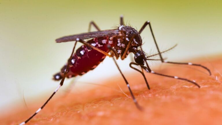South Carolina health officials confirm two West Nile virus cases in Myrtle Beach South Carolina health officials confirm two West Nile virus cases in Myrtle Beach