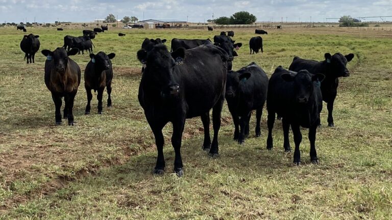 Texas A&M specialist updates Randall County Crops Tour on screwworm cases, nutrition