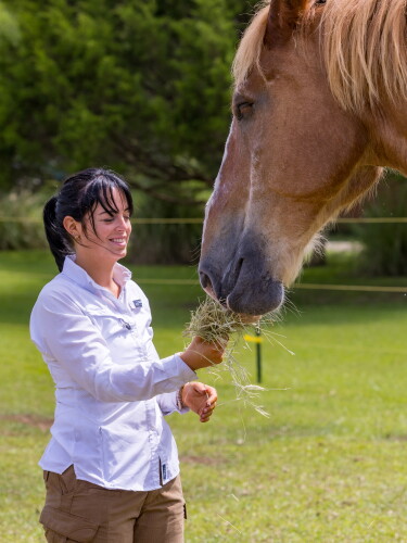 Equine5.jpeg