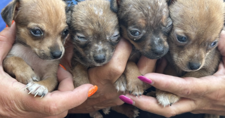 Rescues join forces to save over 200 animals from hoarding situation in south Rescues join forces to save over 200 animals from hoarding situation in south