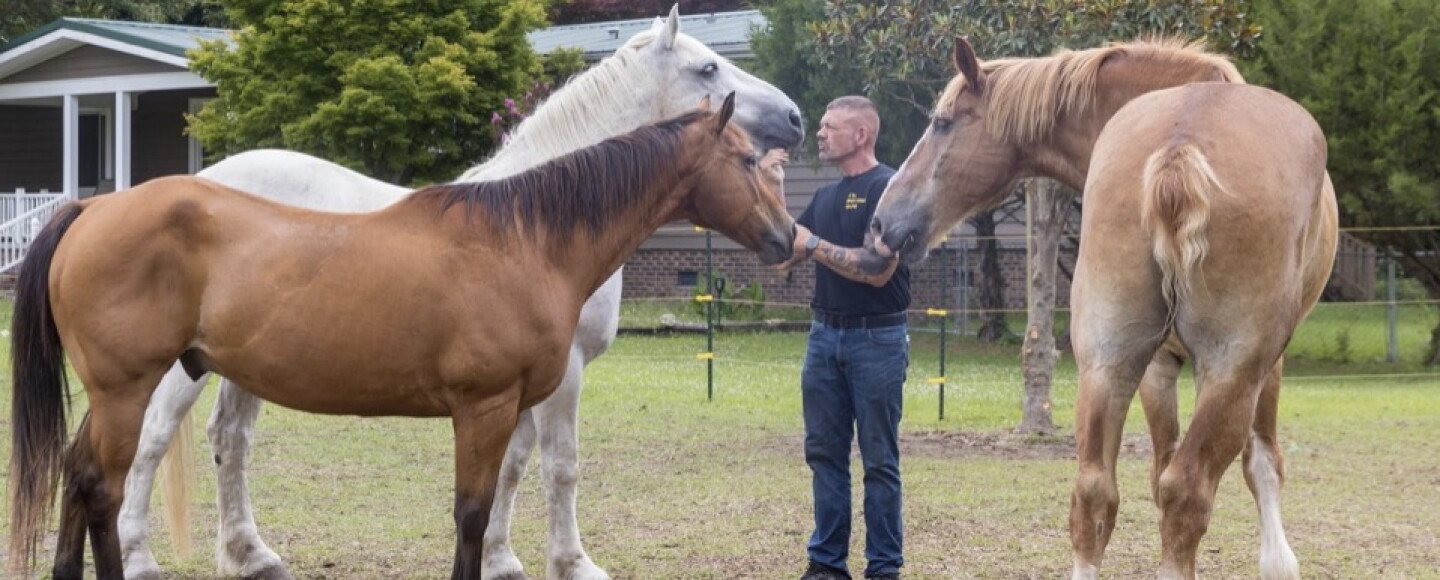 Equine 1.jpeg