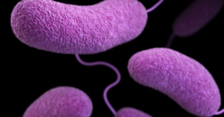 Nine hospitalized, five dead from Vibrio vulnificus