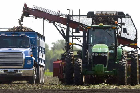 Harvesting sugar beets