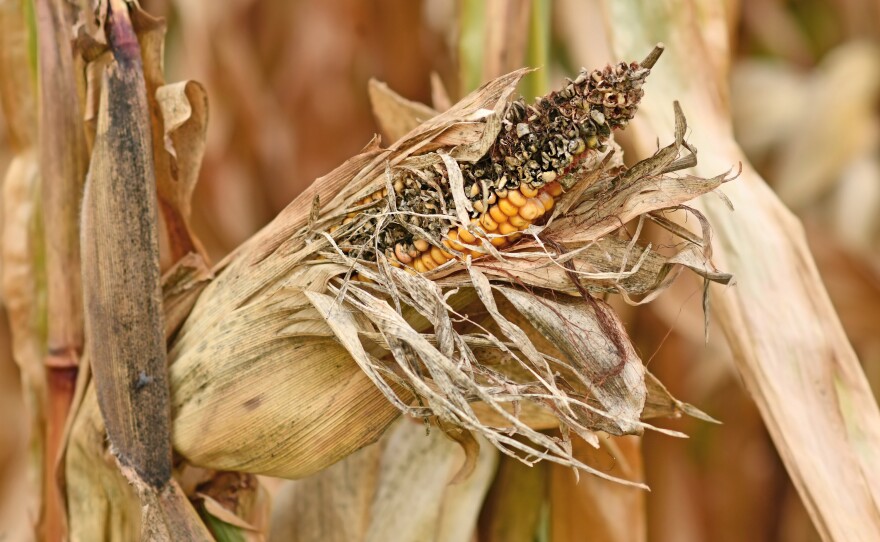 Pathogens like salmonella, along with toxic molds, can get into corn during farming and processing.