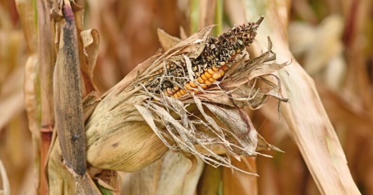 Amid tainted food outbreaks, disease spread swept up in changing weather patterns Amid tainted food outbreaks, disease spread swept up in changing weather patterns