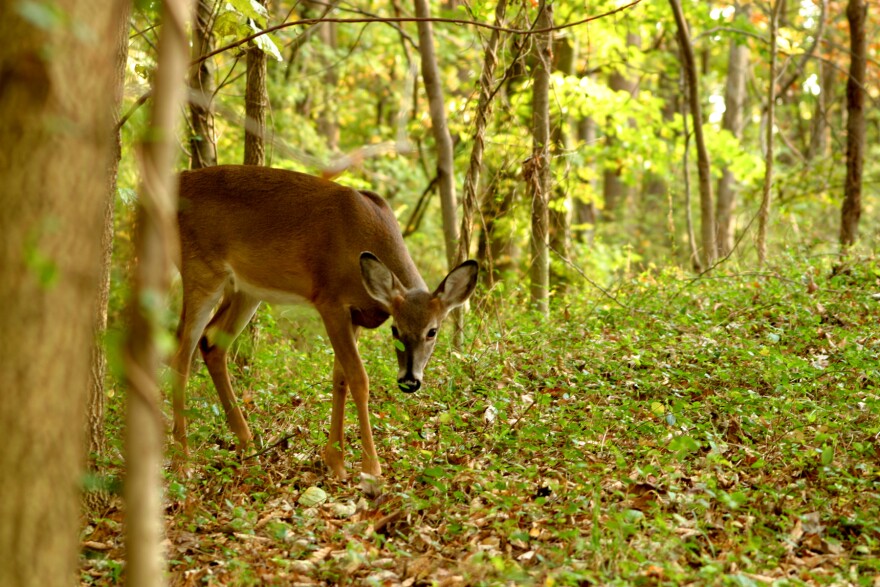 A white-tailed deer, a doe, walks through a forest. Her head is hunched down and her ears are raised, listening for potential predators
