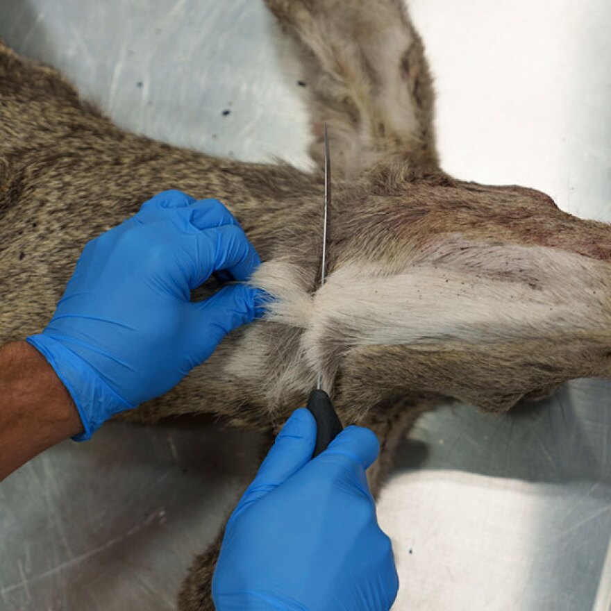 Many states, including North Carolina, offer CWD testing services for recreational hunters. Hunters remove the lymph nodes of harvested deer and can either drop them off at designated sites in counties being surveilled for the disease, or mail them for testing.