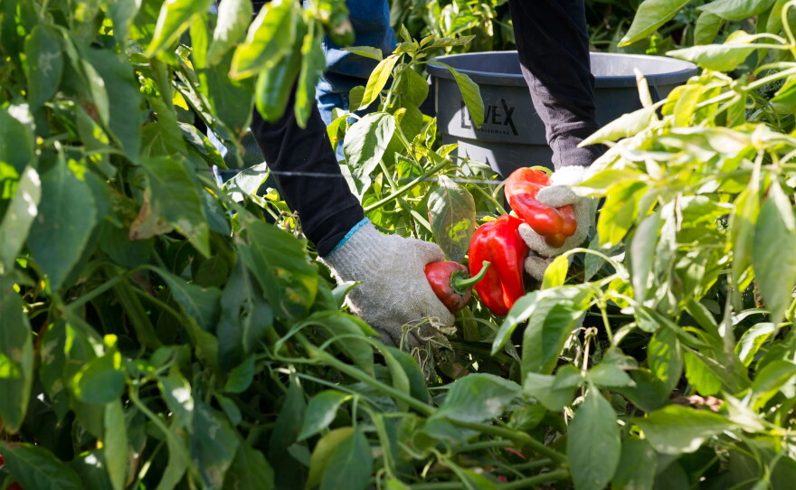 A farmworker harvests bell peppers in California's Coachella Valley in 2021.