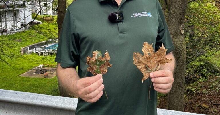Norway maple leaves are falling early. Blame a fungal disease