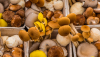 mushrooms_adobe-stock.png