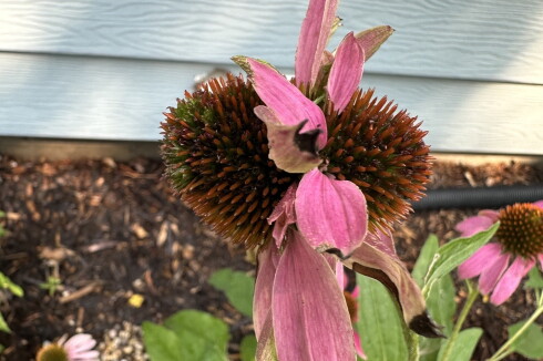 Coneflower with 2-sided flowers.jpg