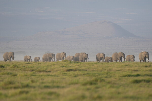 A herd of elephants grazes in Amboseli National Park in Kajiado, Kenya, Feb. 12, 2026. (AP Photo/Brian Inganga, File)