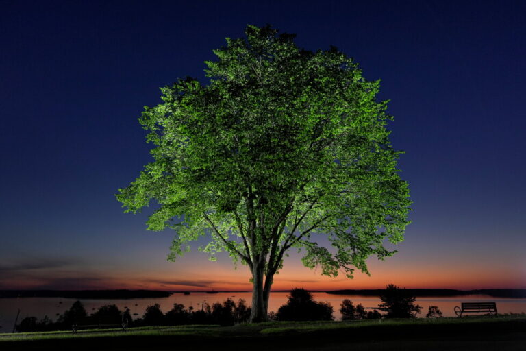 A new generation of elm trees could be equipped to beat the disease that killed the parents