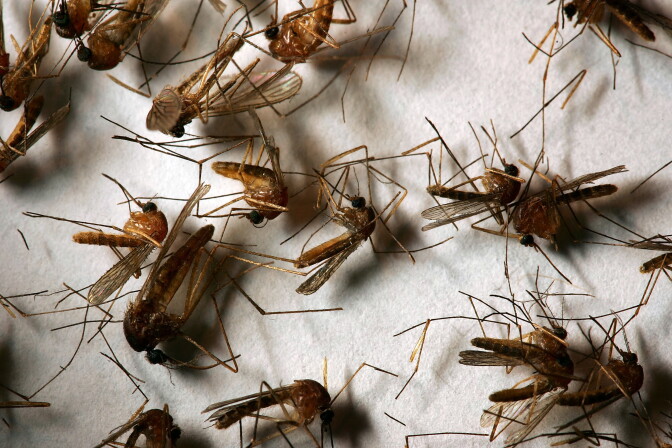 An image of dead mosquitos scattered on a white sheet.