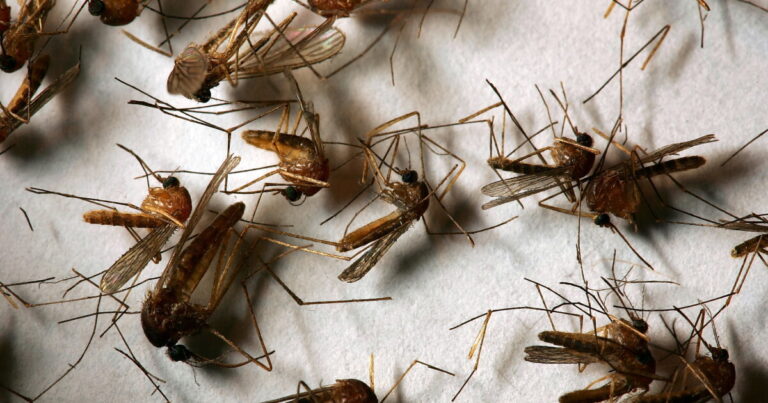 First human case of West Nile virus in Orange County confirmed, health officials say First human case of West Nile virus in Orange County confirmed, health officials say