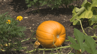 Pumpkins in the garden .png