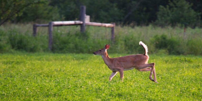 Wisconsin wildlife regulators confirm often fatal disease in Washington County deer