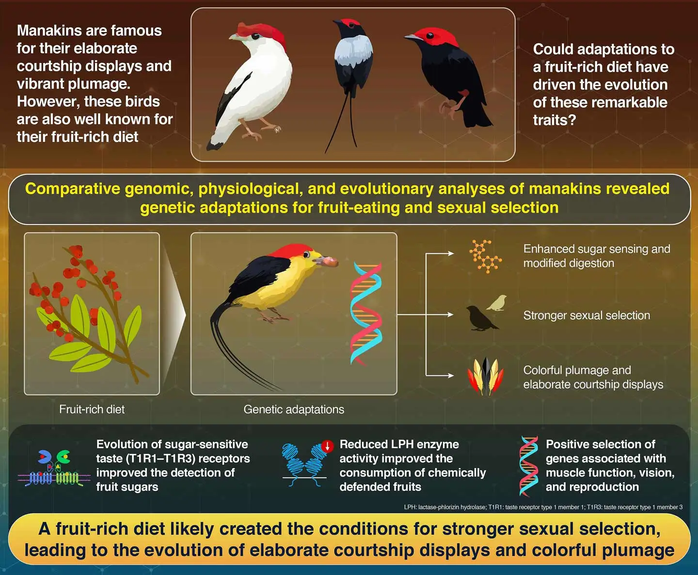 Genomic and Physiological Changes in a Sexually Selected and Frugivorous Bird Radiation