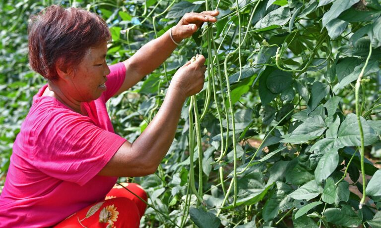From an online “weight-loss hack” to protective manicures: The humble bean that connects harvest, community and home in Shandong – Global Times From an online "weight-loss hack" to protective manicures: The humble bean that connects harvest, community and home in Shandong - Global Times
