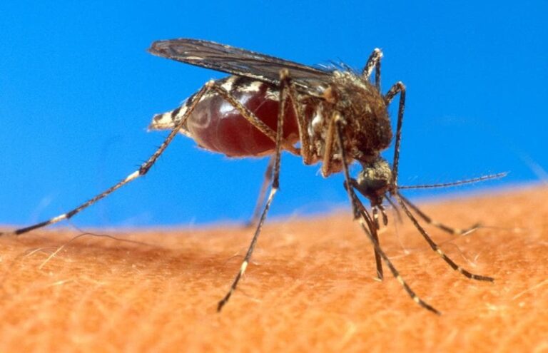 West Nile risk ‘high’ as second human case turns up, health officials say West Nile risk 'high' as second human case turns up, health officials say