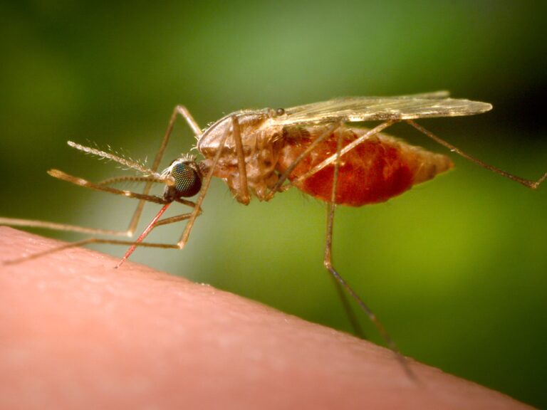 German airport workers die from malaria caught from plane German airport workers die from malaria caught from plane