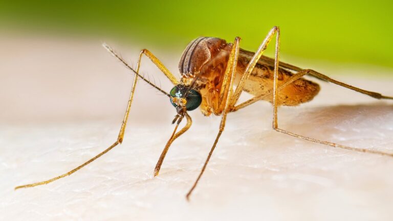 LA County health officials confirm first West Nile virus death of 2026