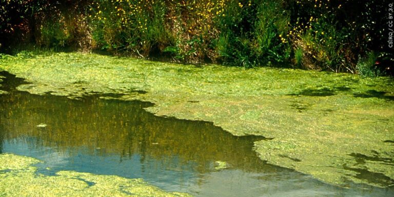 KDHE issues Public Health Advisories for several Kansas lakes