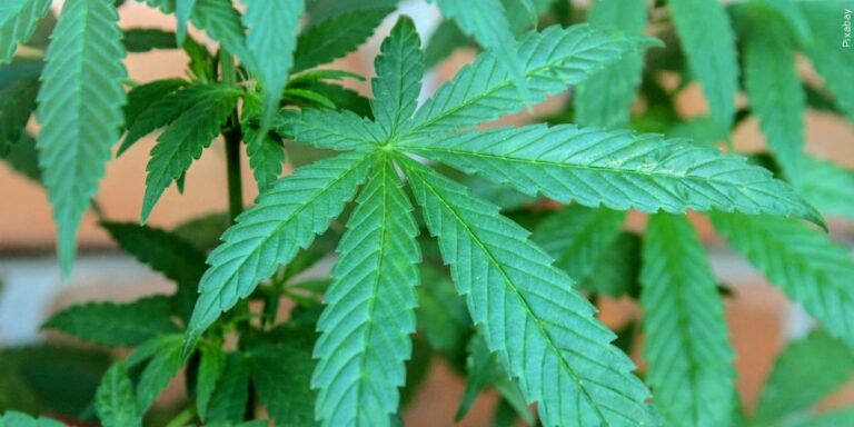 Hospital visits from condition linked to frequent marijuana use on the rise, CDC study says Hospital visits from condition linked to frequent marijuana use on the rise, CDC study says